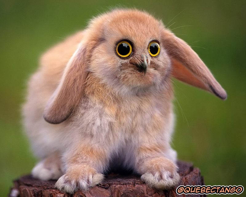 Illustration for article titled Yikes, these animal hybrids are so hilariously terrifying